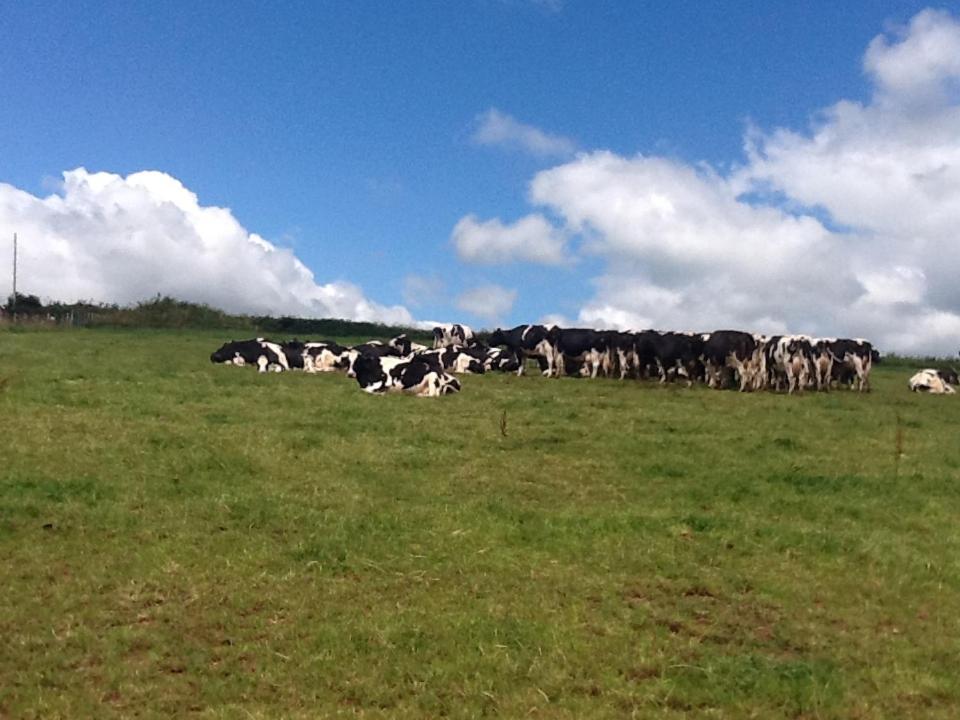 North Hollacombe Farm Crediton Extérieur photo